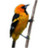 Birdster日记工具 v1.6.5官方版