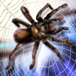 蜘蛛宠物生活模拟器_苹果ios手机单机游戏下载