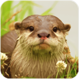 水獭模拟经营游戏(the otter)v1.0.6 安卓版_英文安卓app手机软件下载
